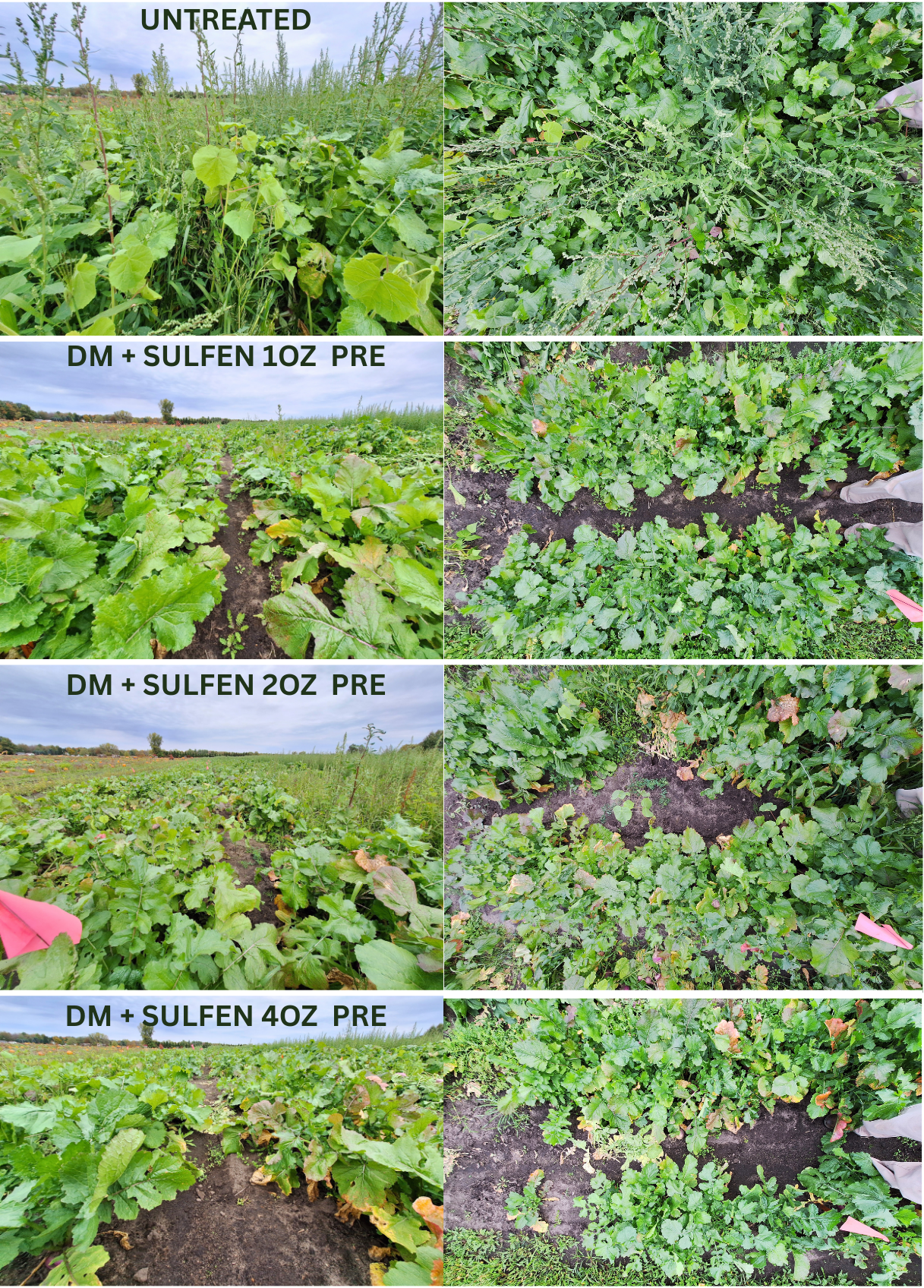 Composite image showing four side-by-side treatment comparisons in a field trial. The top row labeled &ldquo;UNTREATED&rdquo; shows dense, heavy weed pressure with tall broadleaf and grassy weeds overtopping the crop. The second row labeled &ldquo;DM + SULFEN 1 OZ PRE&rdquo; shows reduced weed pressure with visible crop rows and fewer weeds. The third row labeled &ldquo;DM + SULFEN 2 OZ PRE&rdquo; shows further weed suppression with more exposed soil between crop plants. The bottom row labeled &ldquo;DM + SULFEN 4 OZ PRE&rdquo; shows the greatest weed control, with mostly bare soil between crop rows and minimal surviving weeds.